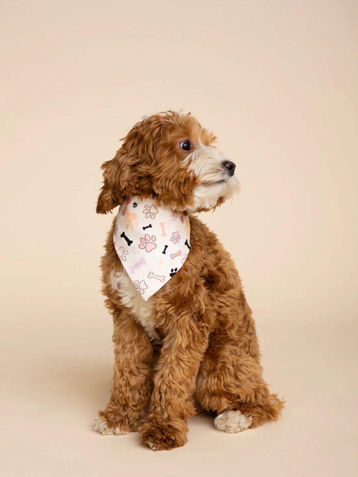 Foulard pour Chien (grand) Foulard pour Chien (grand)